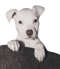 Dogo Argentino Puppies For Sale In India