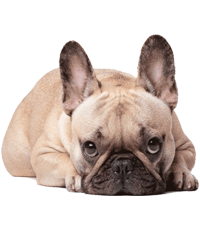 French Bulldog Puppies For Sale In India