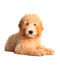 Golden Doodle Puppies For Sale In India