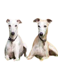 Greyhound Puppies For Sale In India