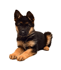 German Shepherd Puppies For Sale In India