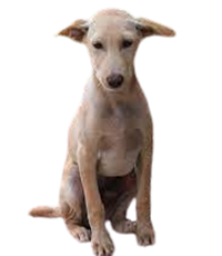 Jonangi Dog Puppies For Sale In India