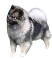 keeshond Puppies For Sale In India
