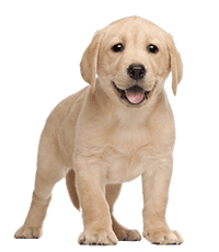 Labrador Retriever Puppies For Sale In India
