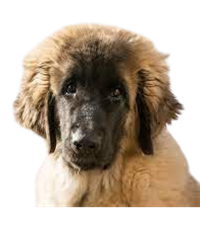 Leonberger Puppies For Sale In India