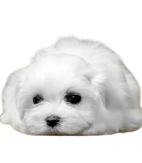 Maltese Puppies For Sale In Kolkata