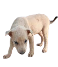 Pandikona Puppies For Sale In India