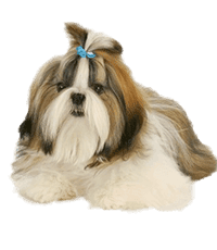 Shih Tzu Puppies For Sale In India
