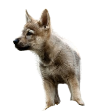 Wolf Dog Puppies For Sale In India