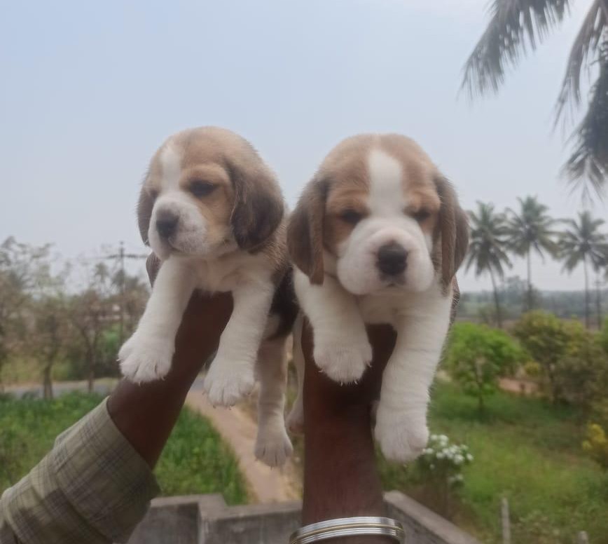 Beagle dog breeder in mumbai