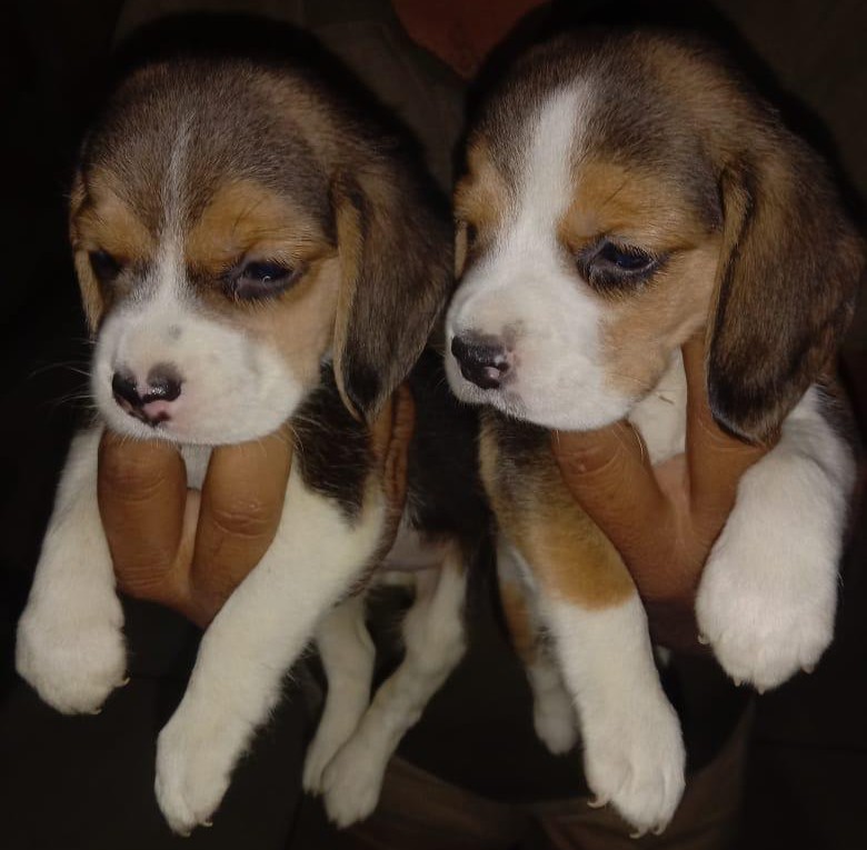 buy beagle puppies online in mumbai