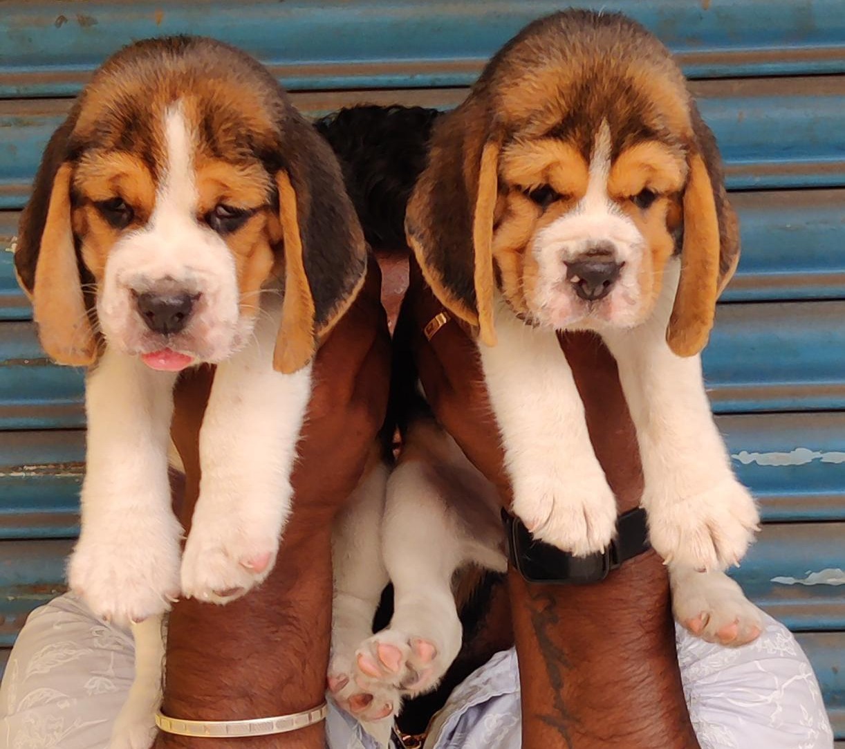 beagle male puppy price in mumbai