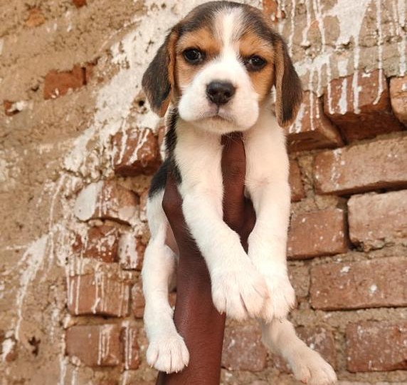 Purebred beagle puppies for sale in mumbai