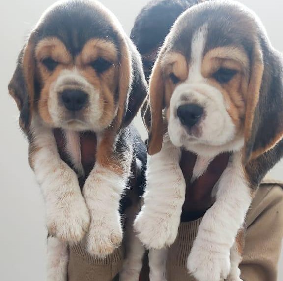 Beagle dog price in mumbai