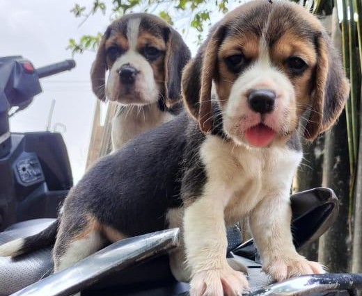 Beagle puppies for sale online in mumbai