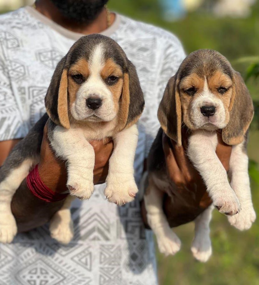 Beagle price in Bangalore