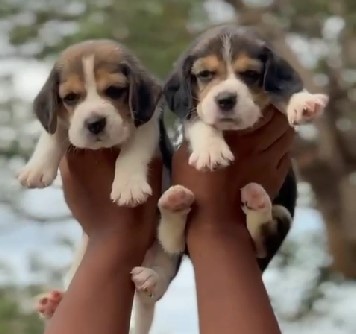 Beagle male puppy price in Bangalore