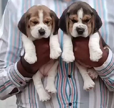 Beagle female puppy price in Bangalore