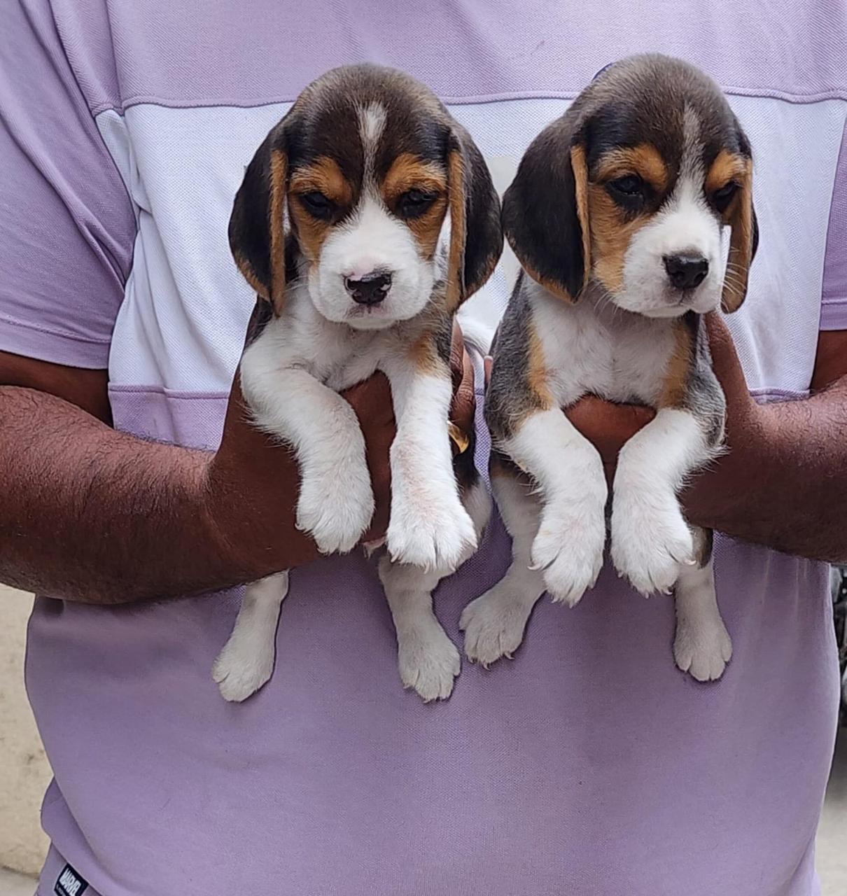 Beagle dog price in Bangalore