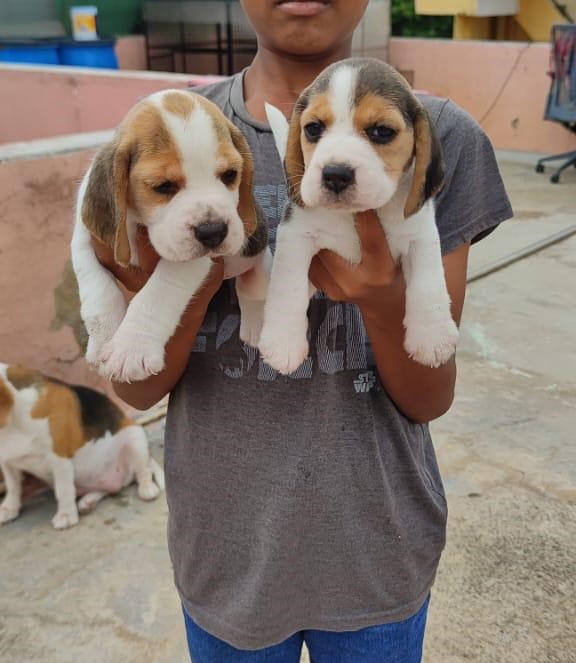 Beagle dog for sale in Bangalore