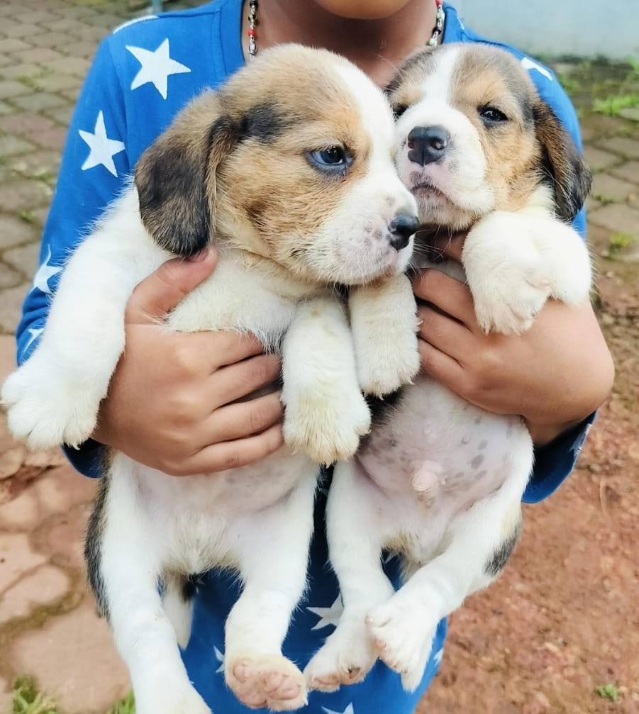 Beagle dog kennel in Bangalore