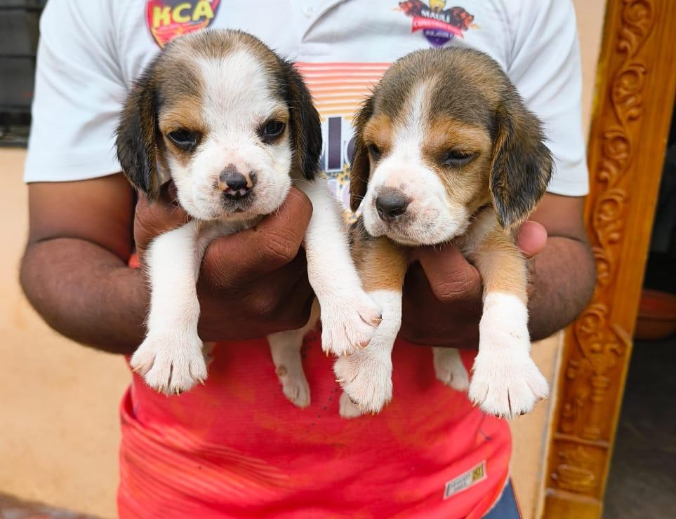 beagle price in pune