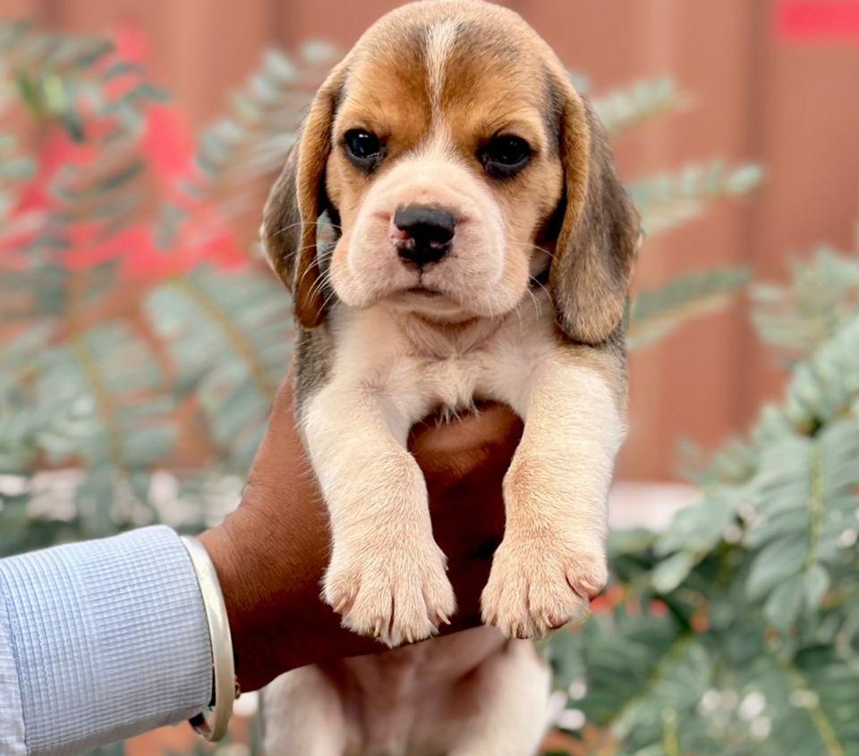 beagle dog for sale in pune