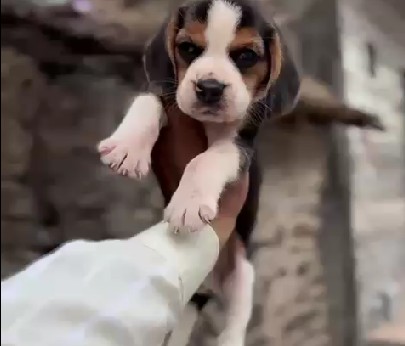 buy healthy beagle puppies online in pune