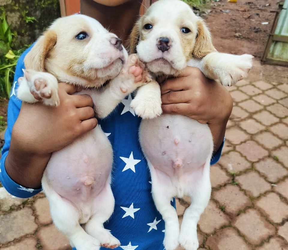 pure bred beagle puppy price in pune