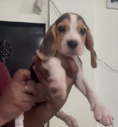 champion lineage beagle puppies for sale in pune