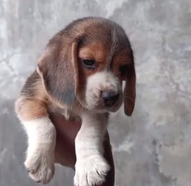 beagle dog breeder in pune