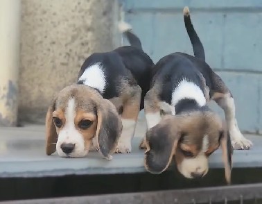 beagle pet shop in pune