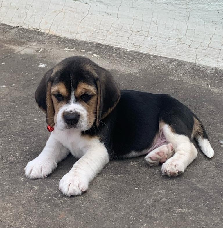 beagle puppies for sale online in ahmedabad