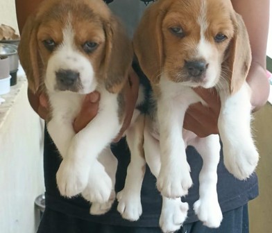 beagle dog kennel in pune