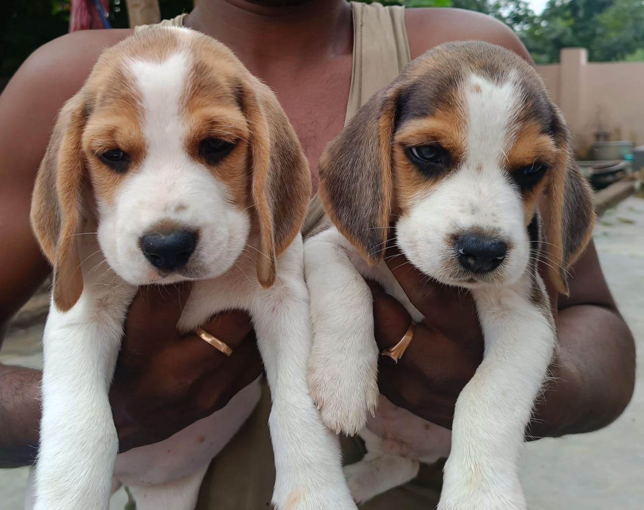 beagle dog breeder in ahmedabad