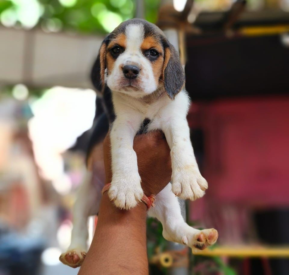 buy beagle puppies in ahmedabad