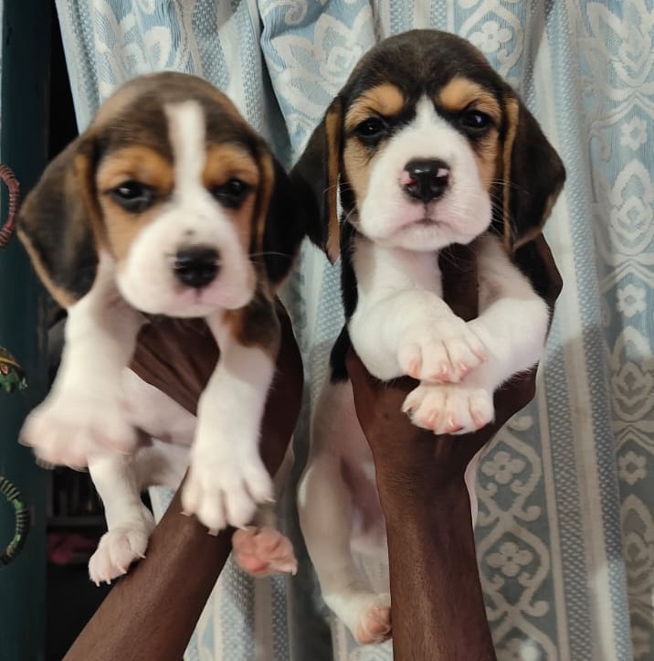 beagle dog price in ahmedabad