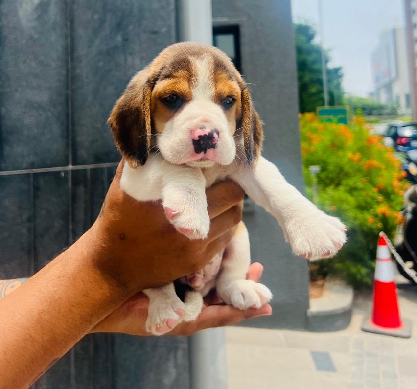 beagle pet shop in ahmedabad