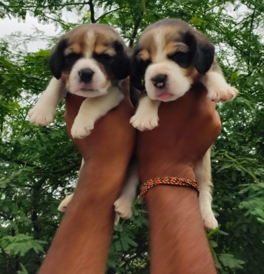 purebred beagle puppies price in ahmedabad