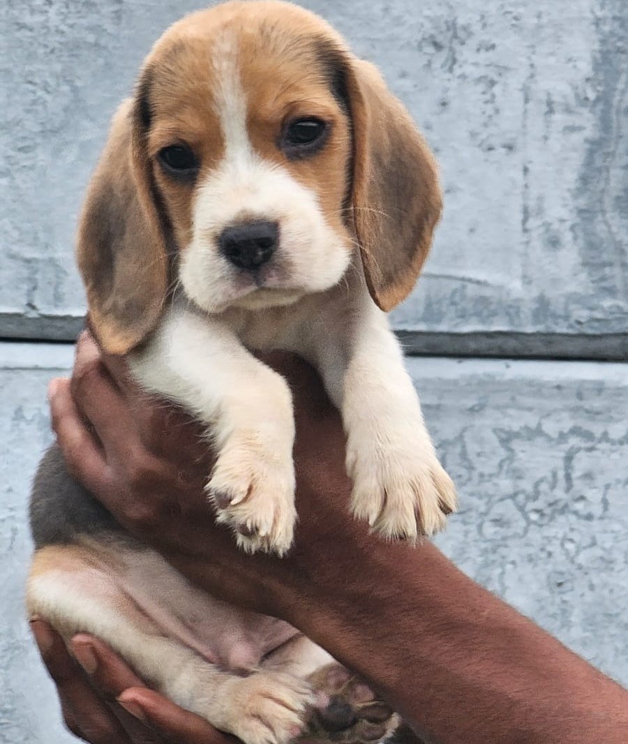 beagle puppies for sale online in kolkata