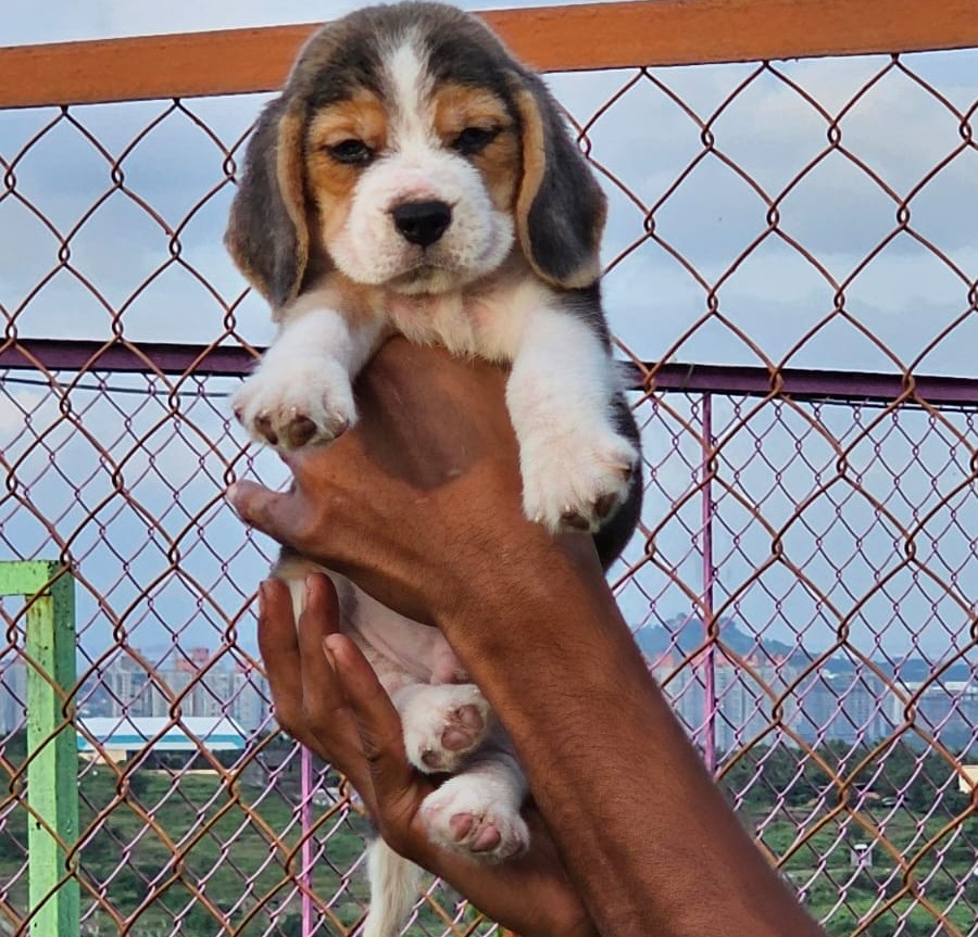 beagle dog breeder in kolkata