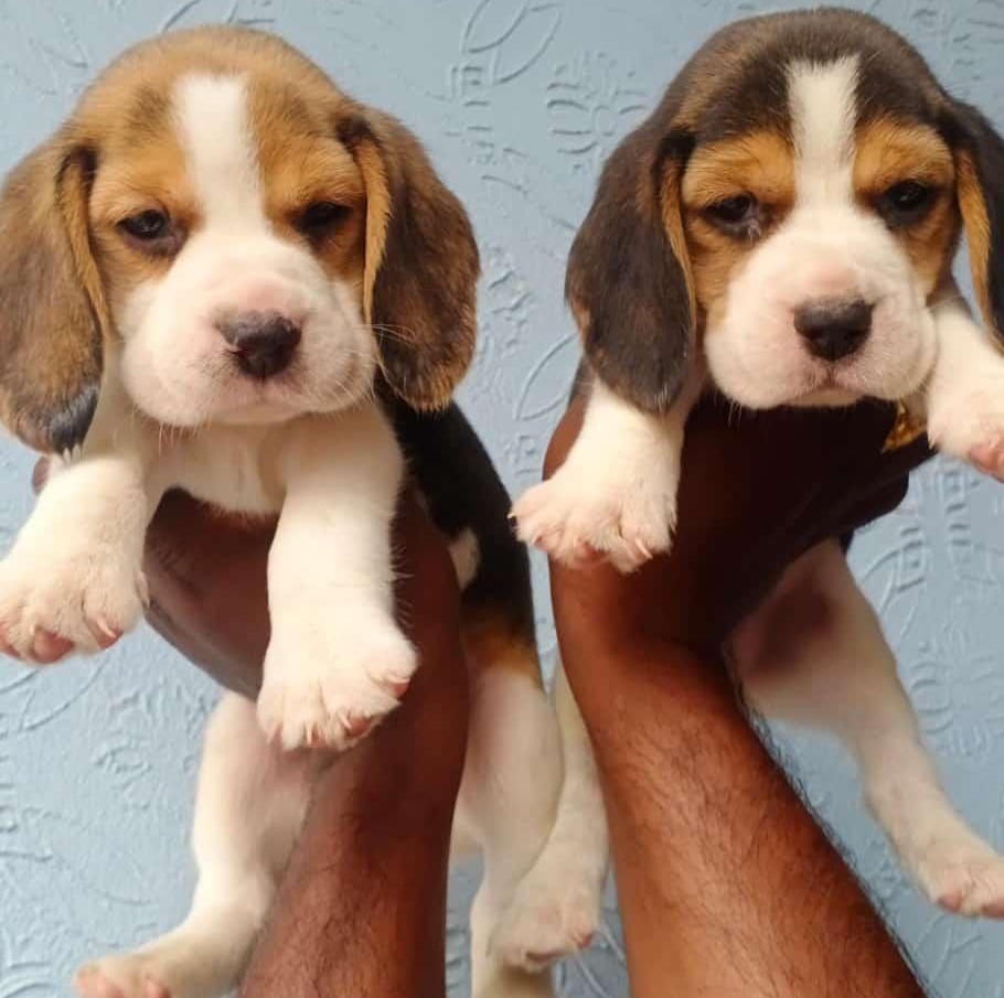 buy beagle puppies in kolkata