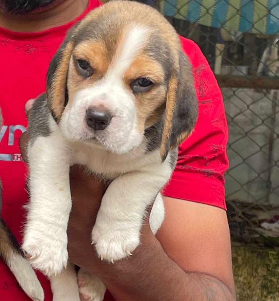 beagle pet shop in kolkata