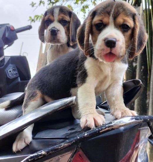 beagle puppy price in kolkata