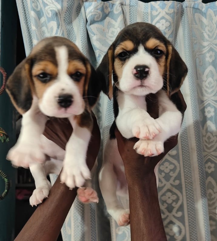 beagle puppies for sale at hyderabad