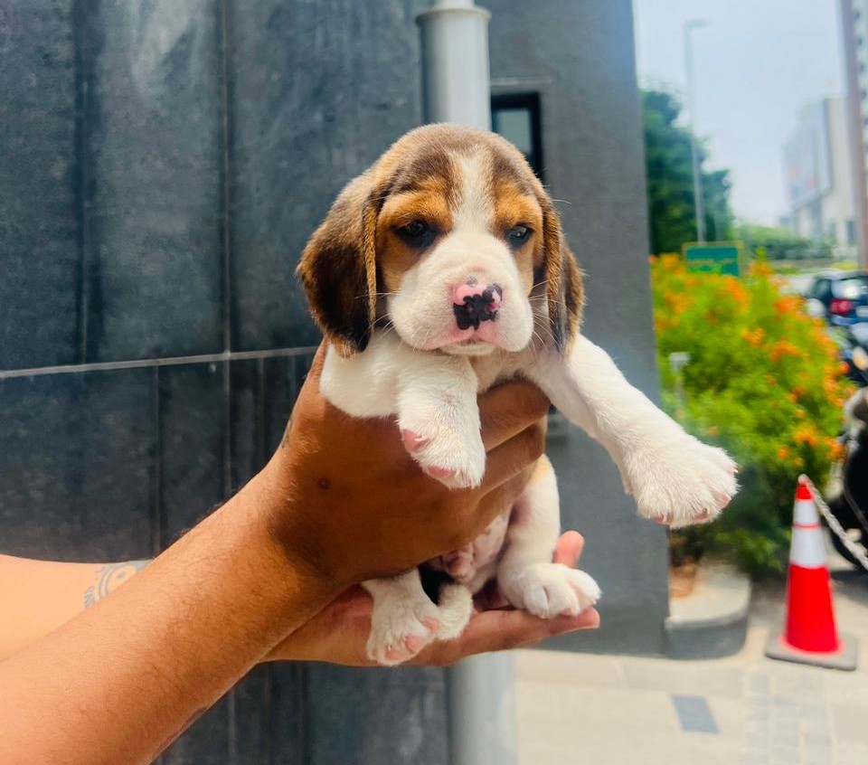 beagle dog price in hyderabad