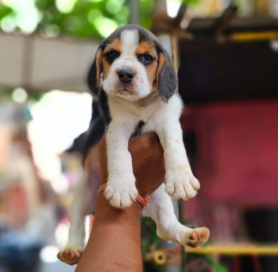 buy beagle puppies in hyderabad