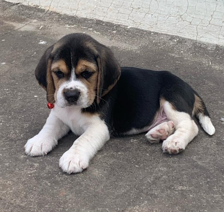 beagle puppies for sale online in hyderabad