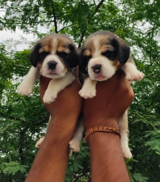 beagle pet shop in hyderabad