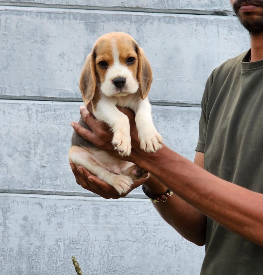 beagle puppy for sale in goa